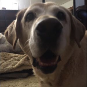 Meet your Posher, Susie